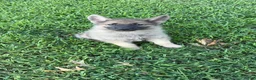 German Shepherd dogs for sale: Rocky - Ad 4