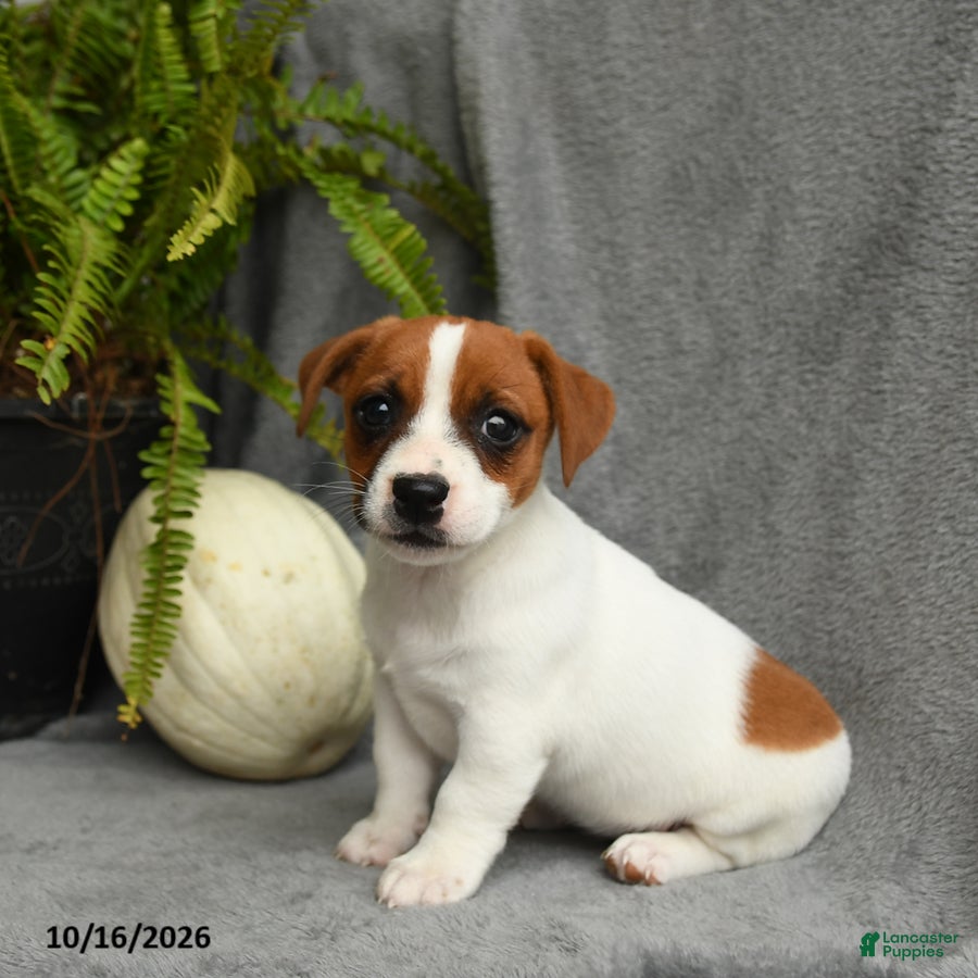 Jack Russell Terrier dogs for sale: Queen Annes Lace - Ad 1