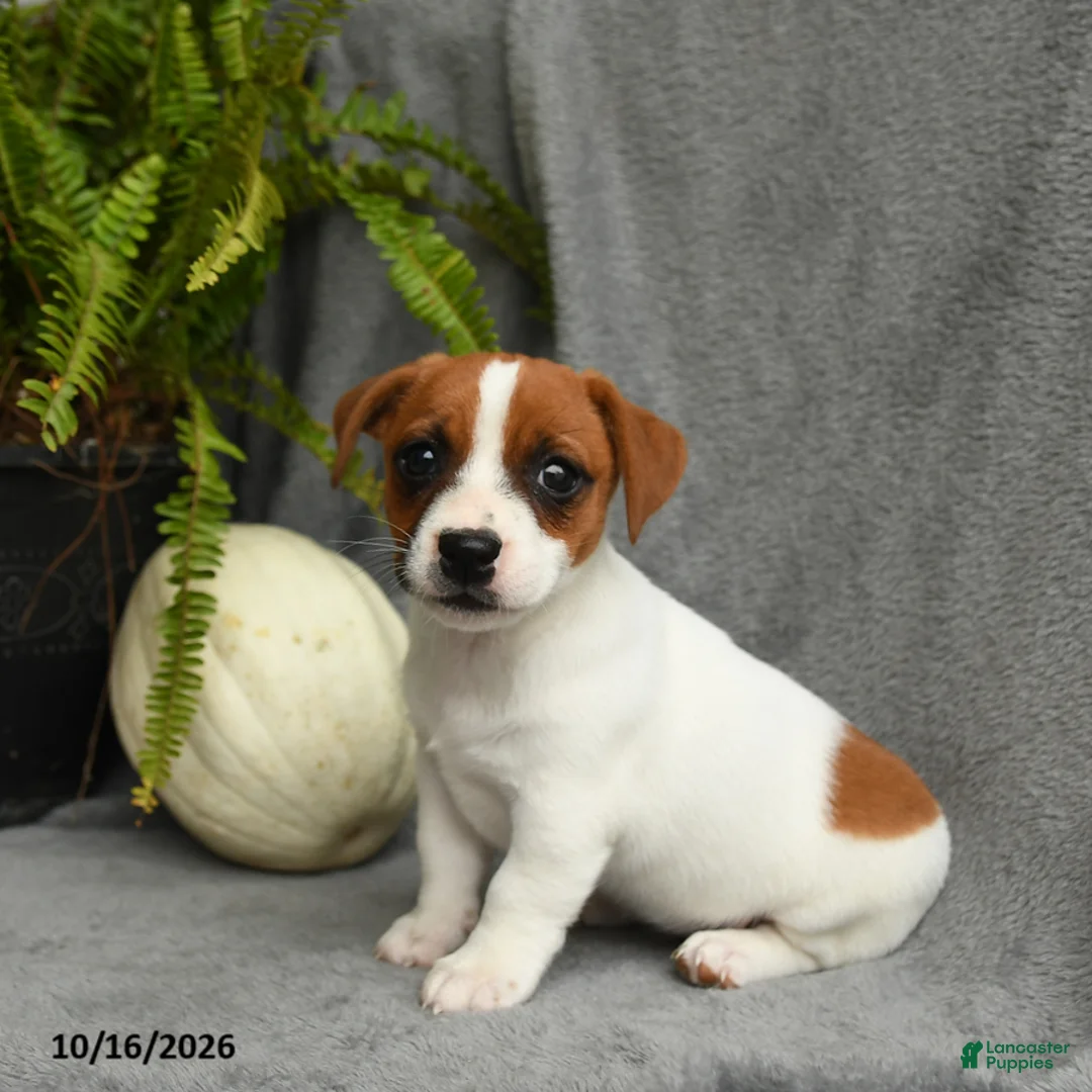 Jack Russell Terrier dogs for sale: Queen Annes Lace - Ad 1