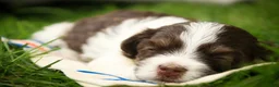 Havanese dogs for sale: Sherlock Havanese  - Ad 4