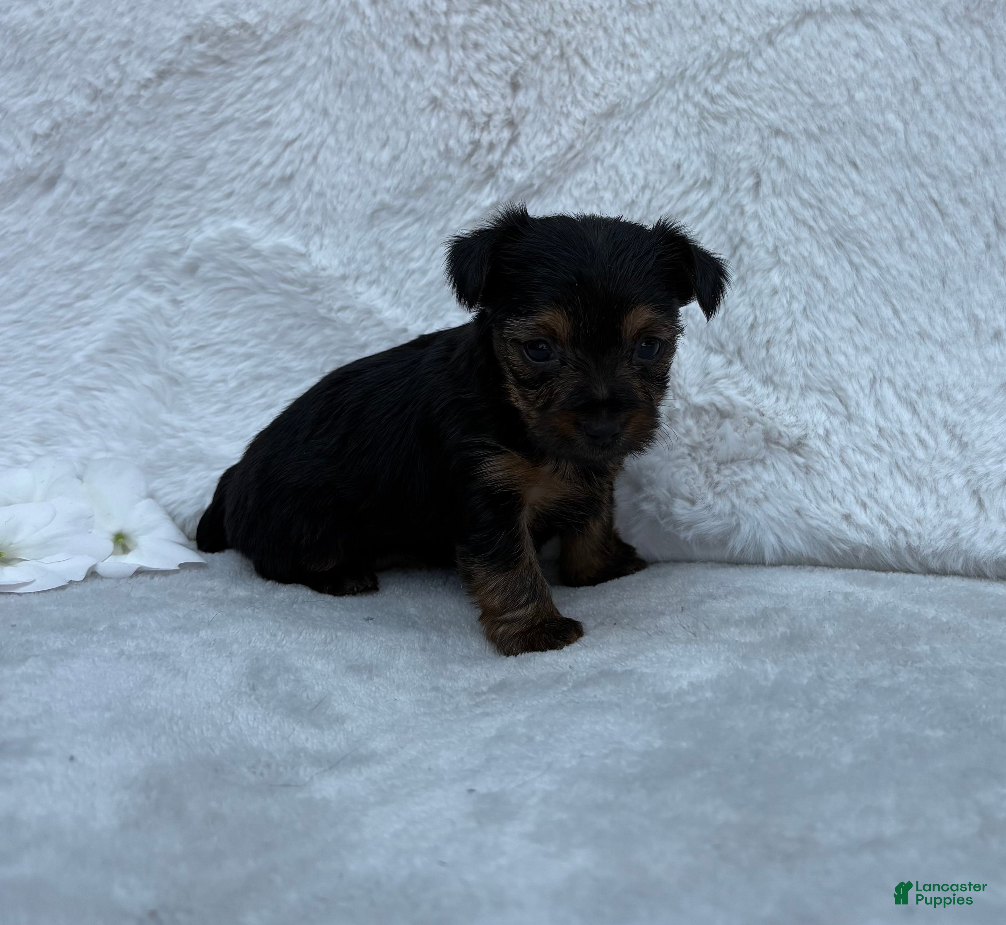 Yorkshire Terrier dogs Chloe  - Ad 2