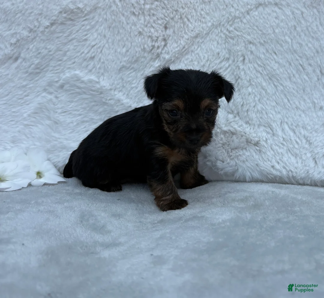 Yorkshire Terrier dogs for sale: Chloe  - Ad 2