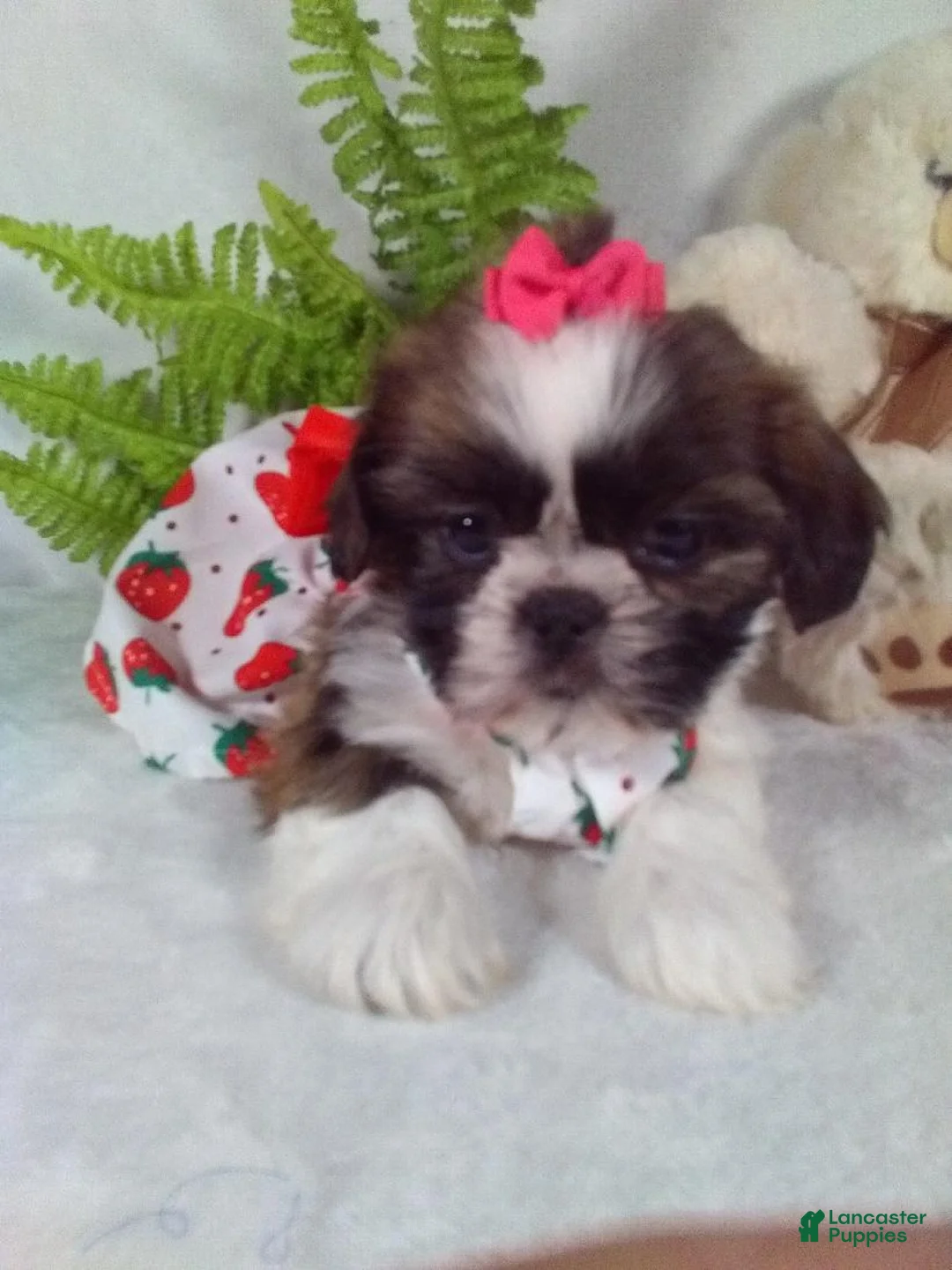 Shih Tzu dogs for sale: Remi - Ad 2