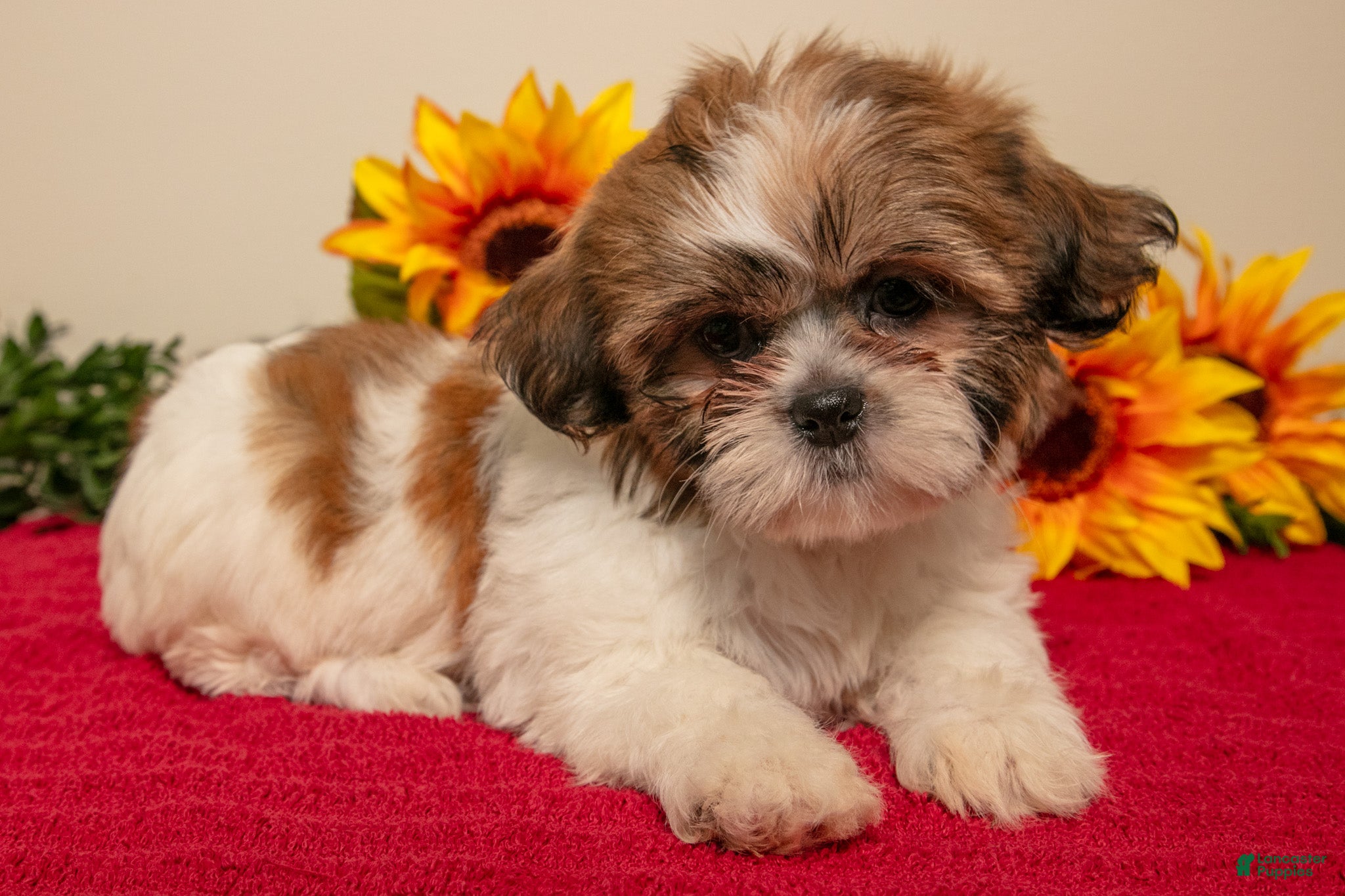 Shih Tzu dogs for sale: Marcie - Ad 3