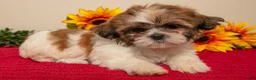 Shih Tzu dogs for sale: Marcie - Ad 1