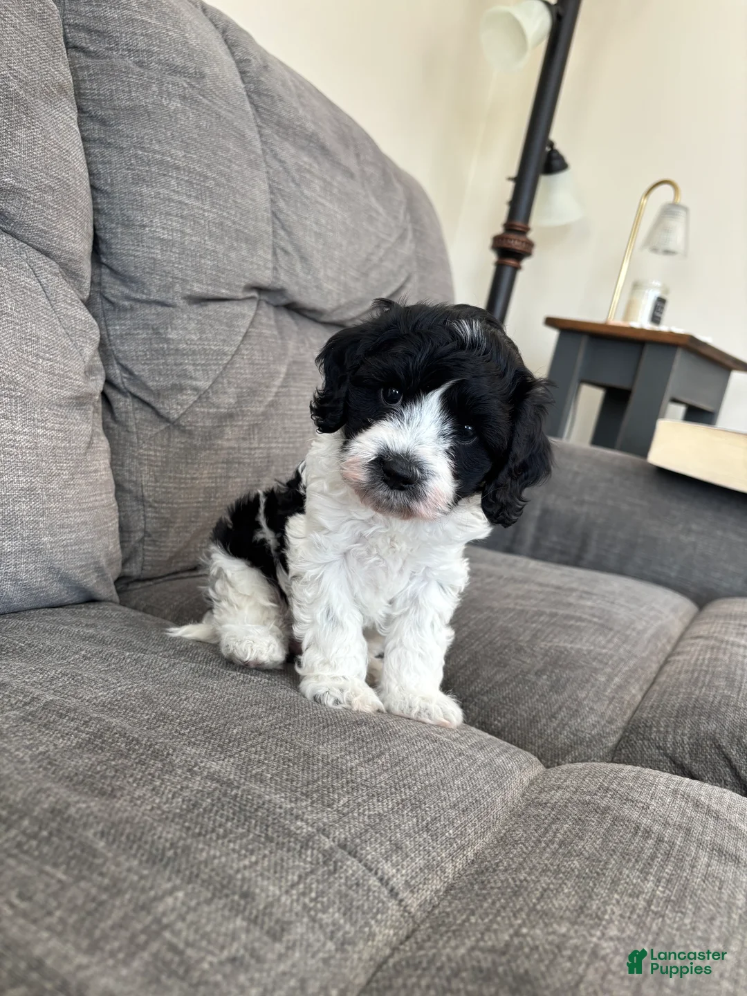 Cavapoo dogs for sale: Chase - Ad 1