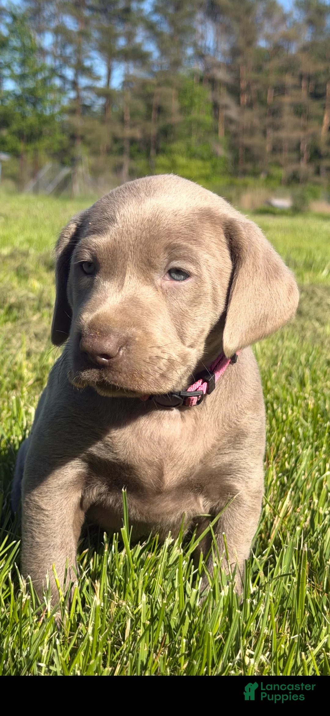 Labrador Retriever dogs for sale: Labrador Retriever Puppy 4 - Ad 2