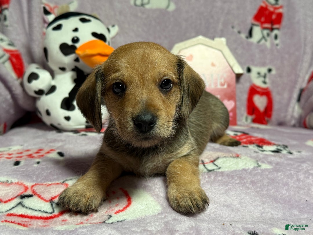 Mixed Breed dogs for sale: Wally - Ad 2