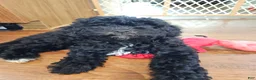 Havapoo dogs for sale: Charlie - Ad 10