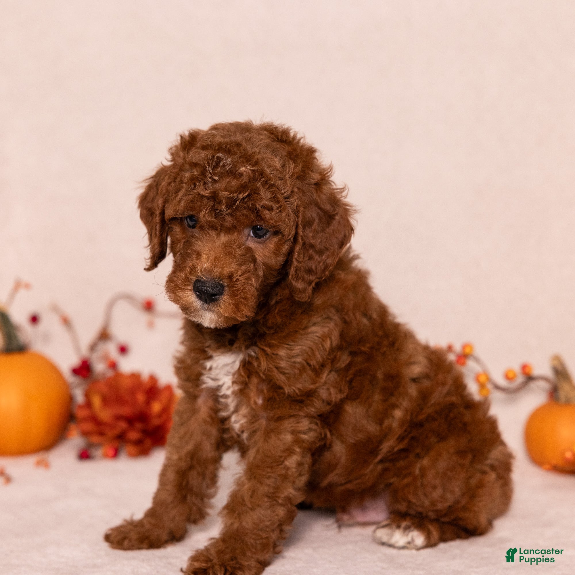 Miniature Poodle dogs for sale: Ned - Ad 2