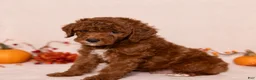 Miniature Poodle dogs for sale: Ned - Ad 2
