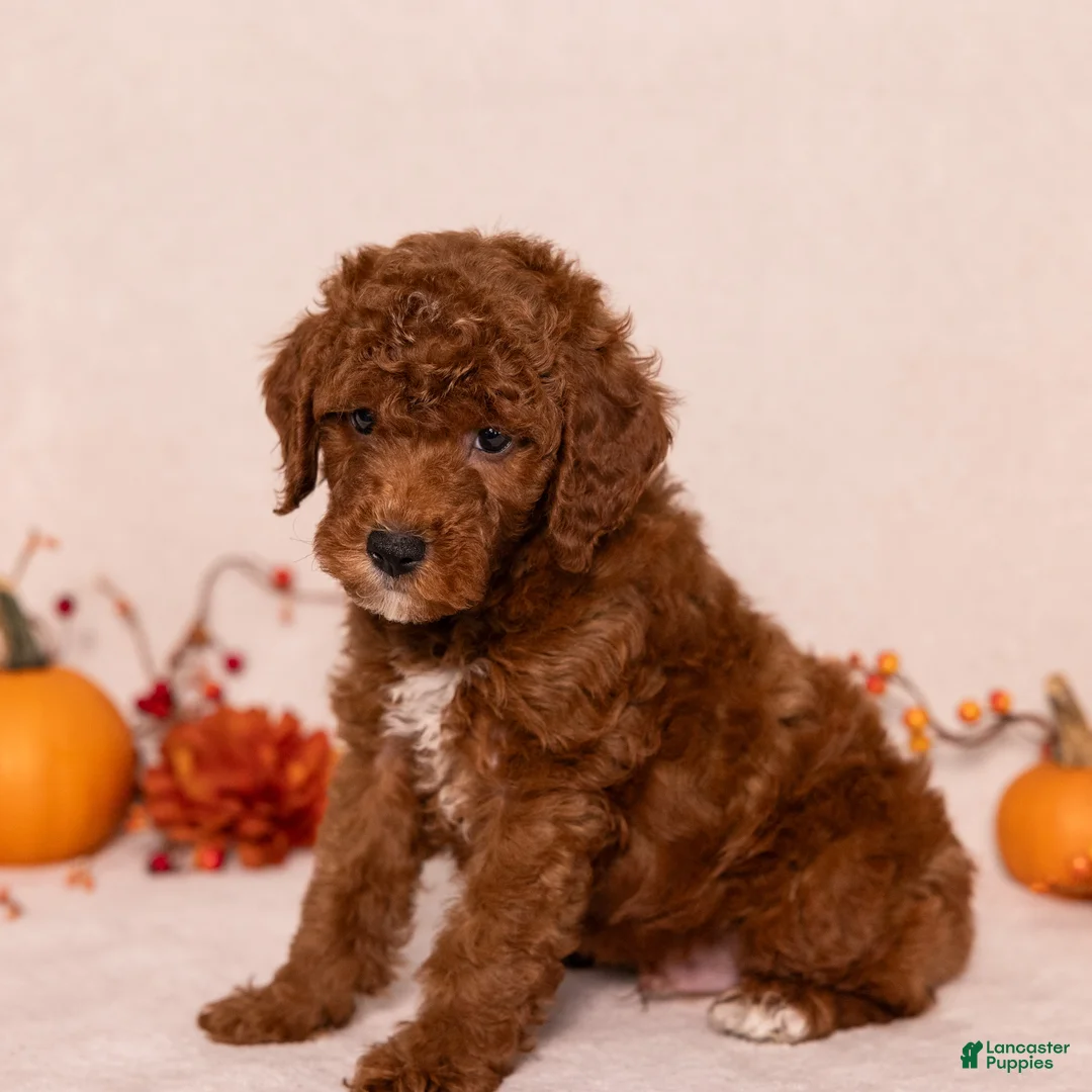 Miniature Poodle dogs for sale: Ned - Ad 2