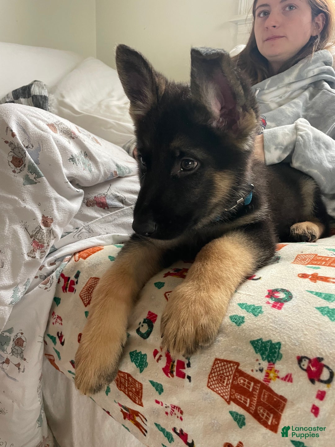 German Shepherd dogs for sale: Dexter/ silver collar - Ad 3