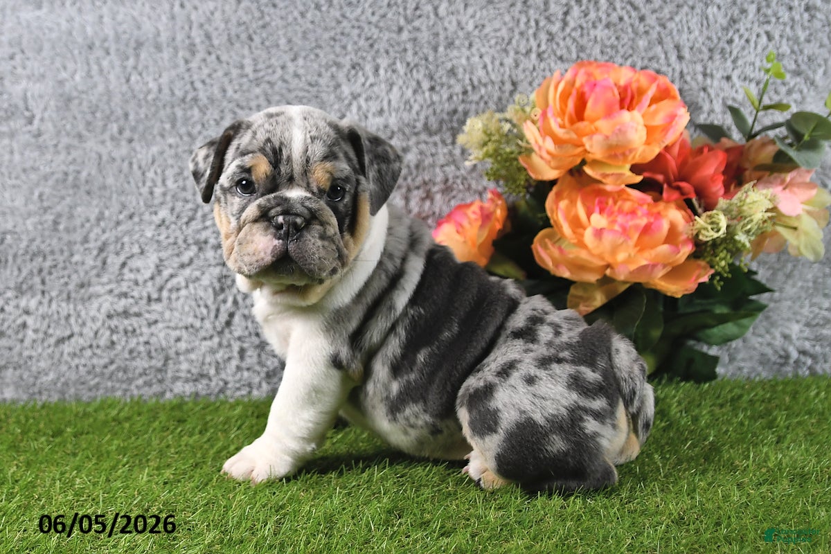 English Bulldog dogs Hailey - Ad 2