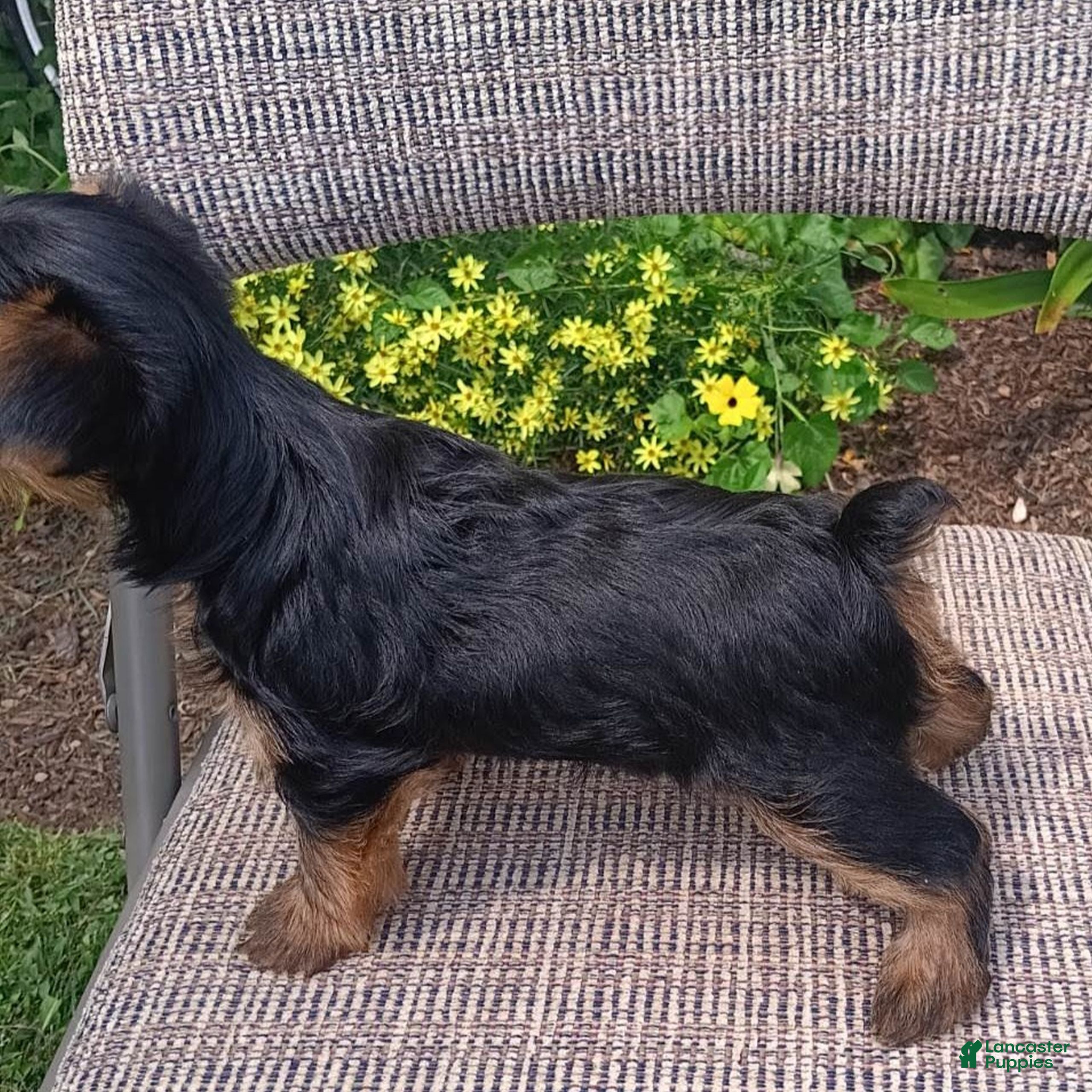 Yorkshire Terrier dogs Buster  - Ad 2