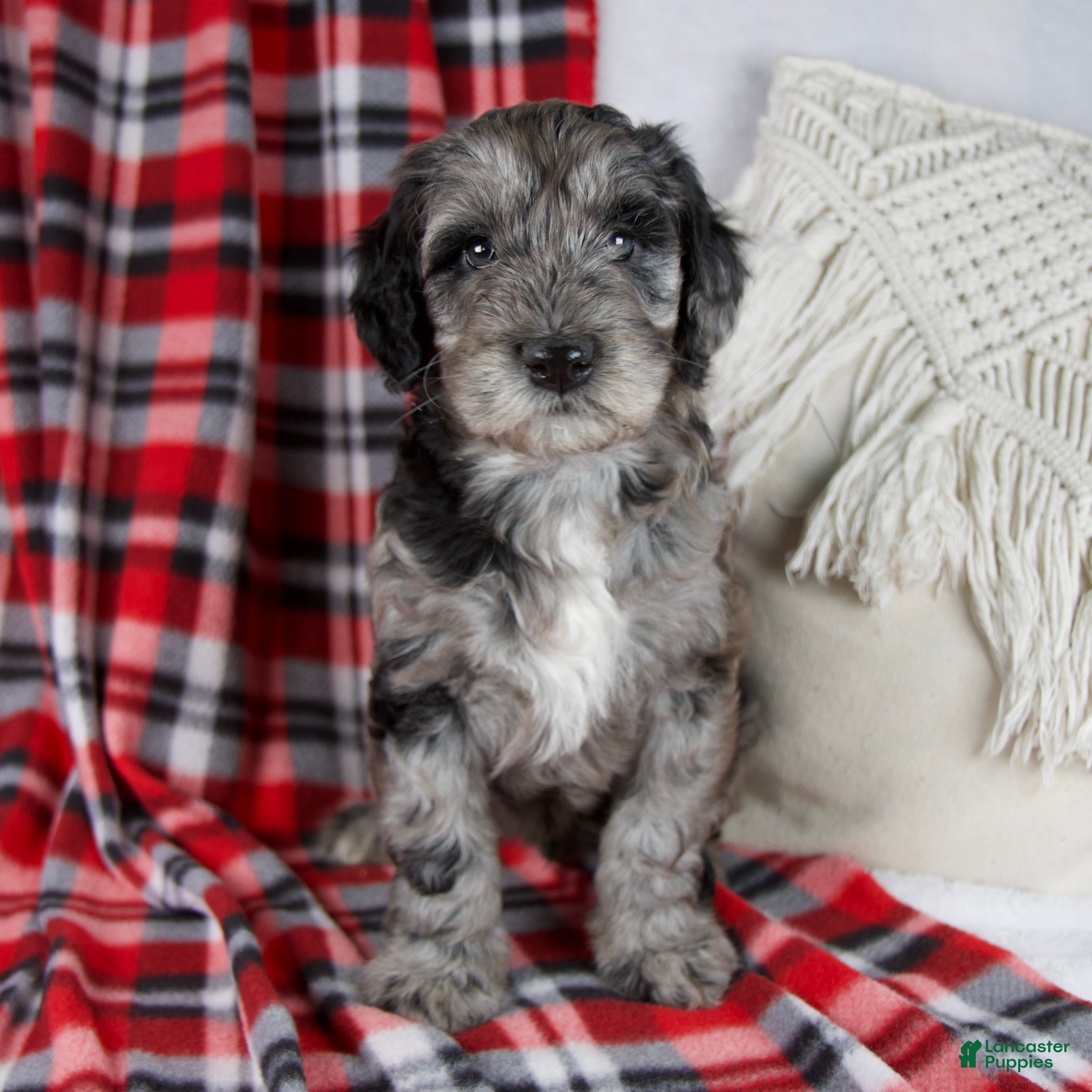 Schnoodle dogs Drew *Genetic Clear - Ad 1
