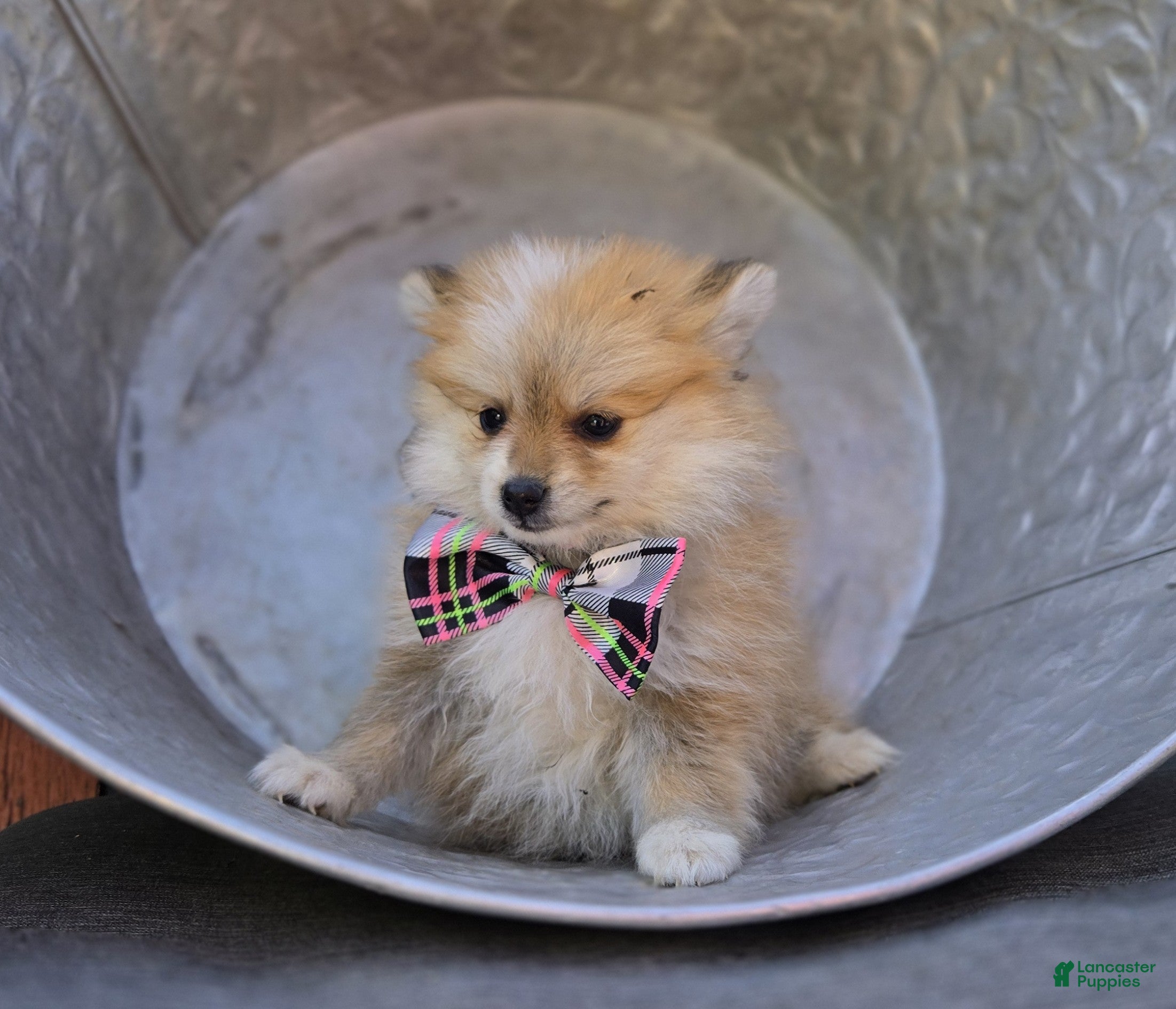 Pomeranian dogs Susie - Ad 2