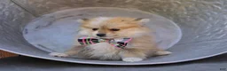Pomeranian dogs for sale: Susie - Ad 2