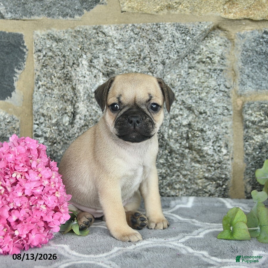 Jug dogs for sale: Kandy  - Ad 1