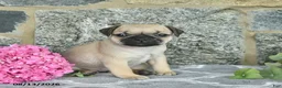 Jug dogs for sale: Kandy  - Ad 1