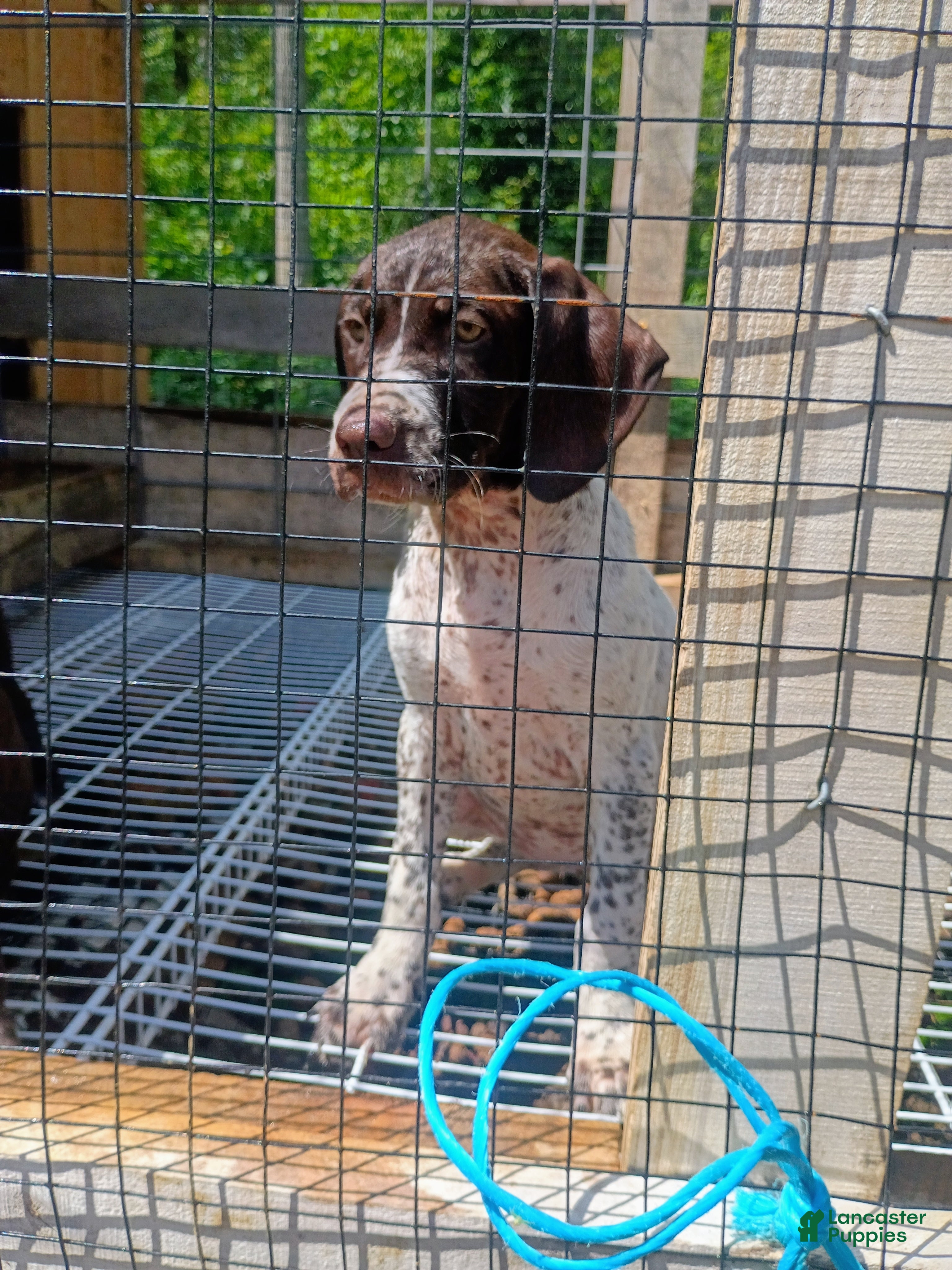 German Shorthaired Pointer dogs German Shorthaired Pointer 8 - Ad 33