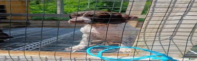 German Shorthaired Pointer 8