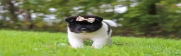 Akita dogs for sale: Skye - Ad 10
