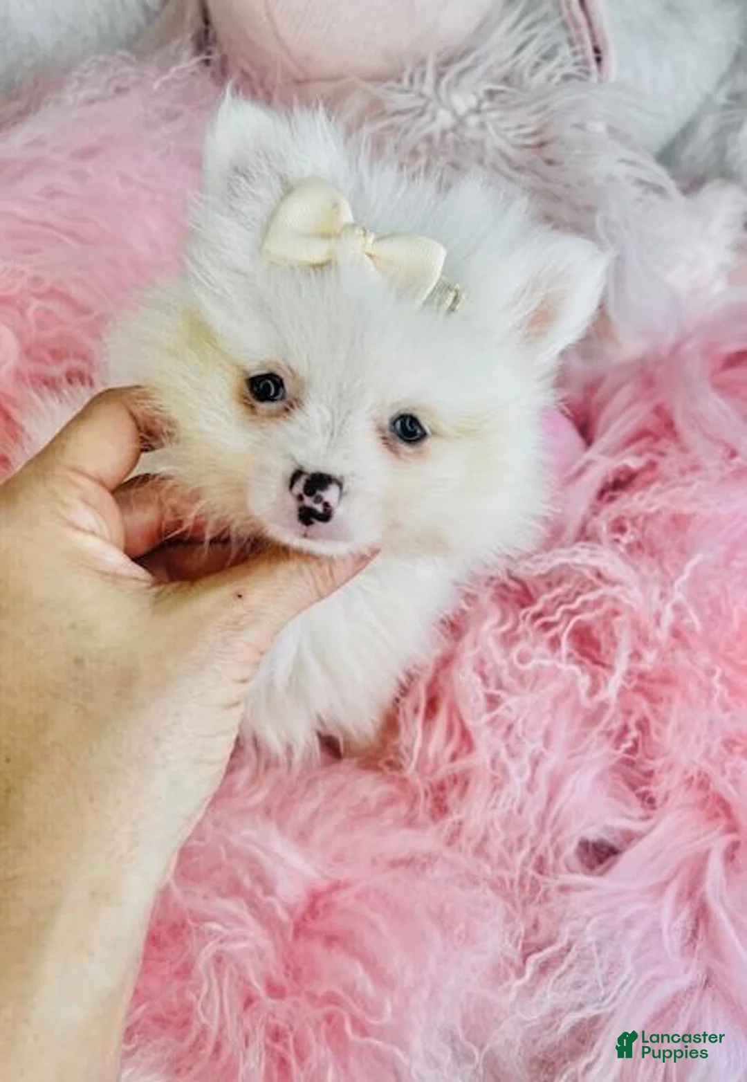 Pomeranian dogs for sale: Pomeranian Puppy 1 - Ad 2