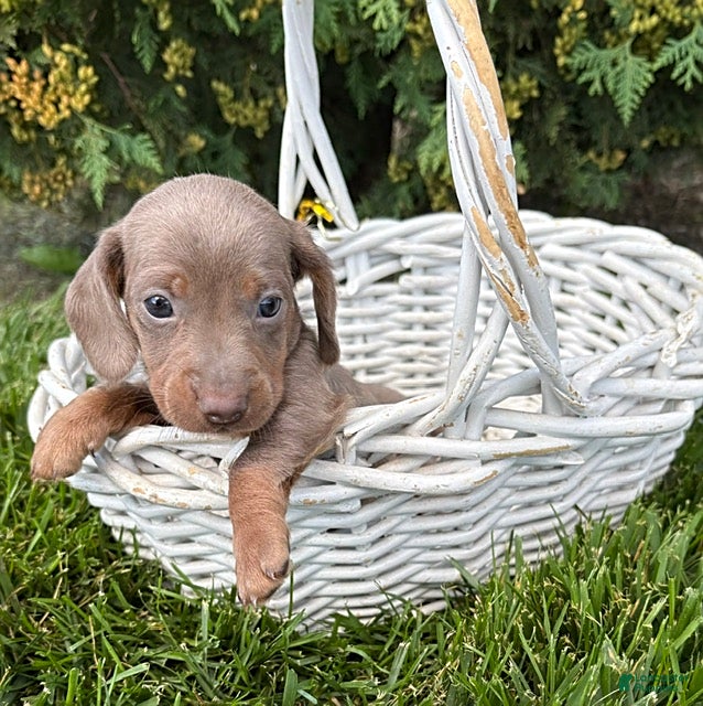 Miniature Dachshund dogs Briggs - Ad 2