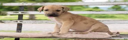 Great Dane dogs for sale: Garry - Ad 3