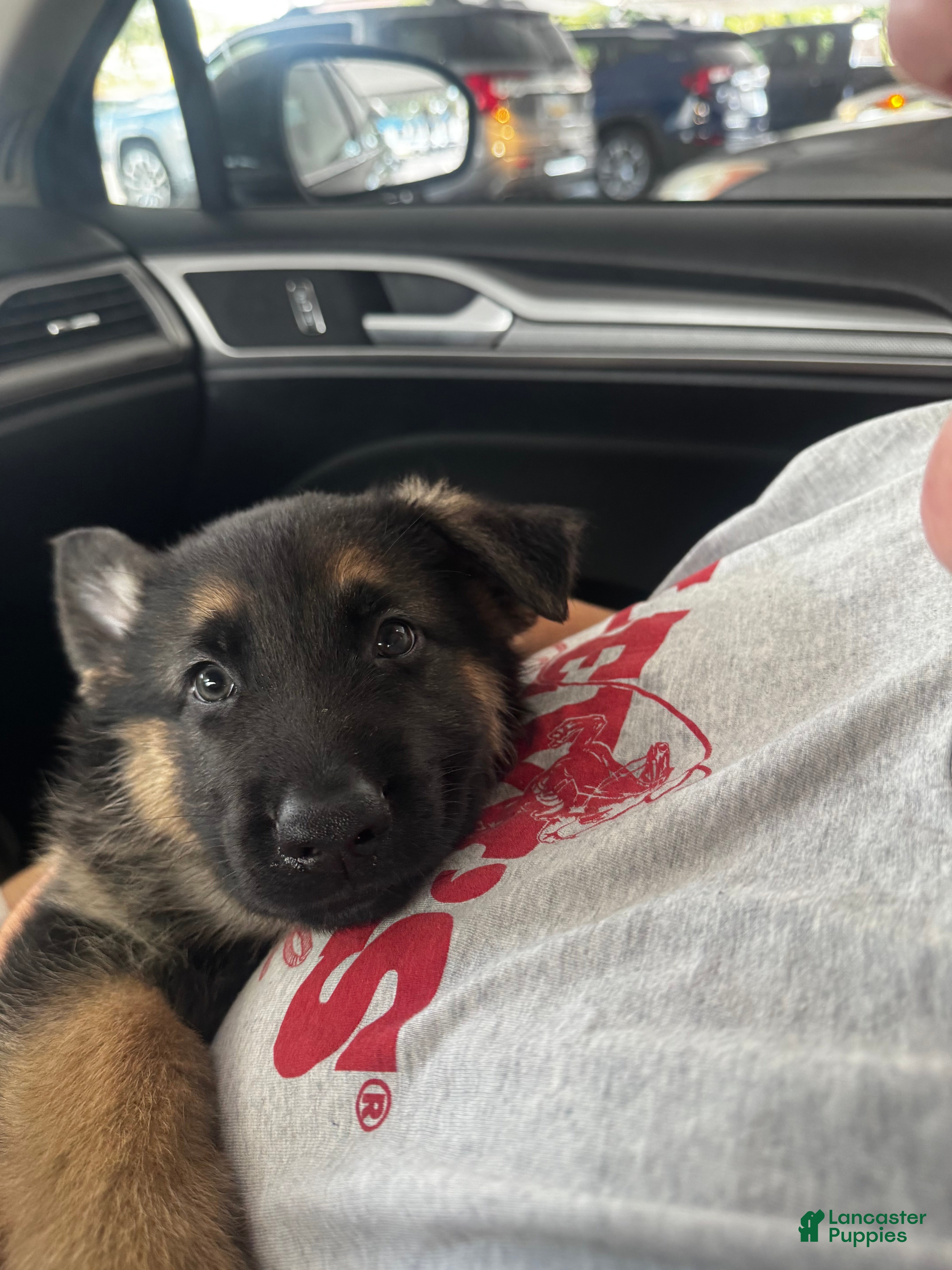 German Shepherd dogs Yellow Male - Ad 9