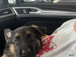 German Shepherd dogs Yellow Male - Ad 9