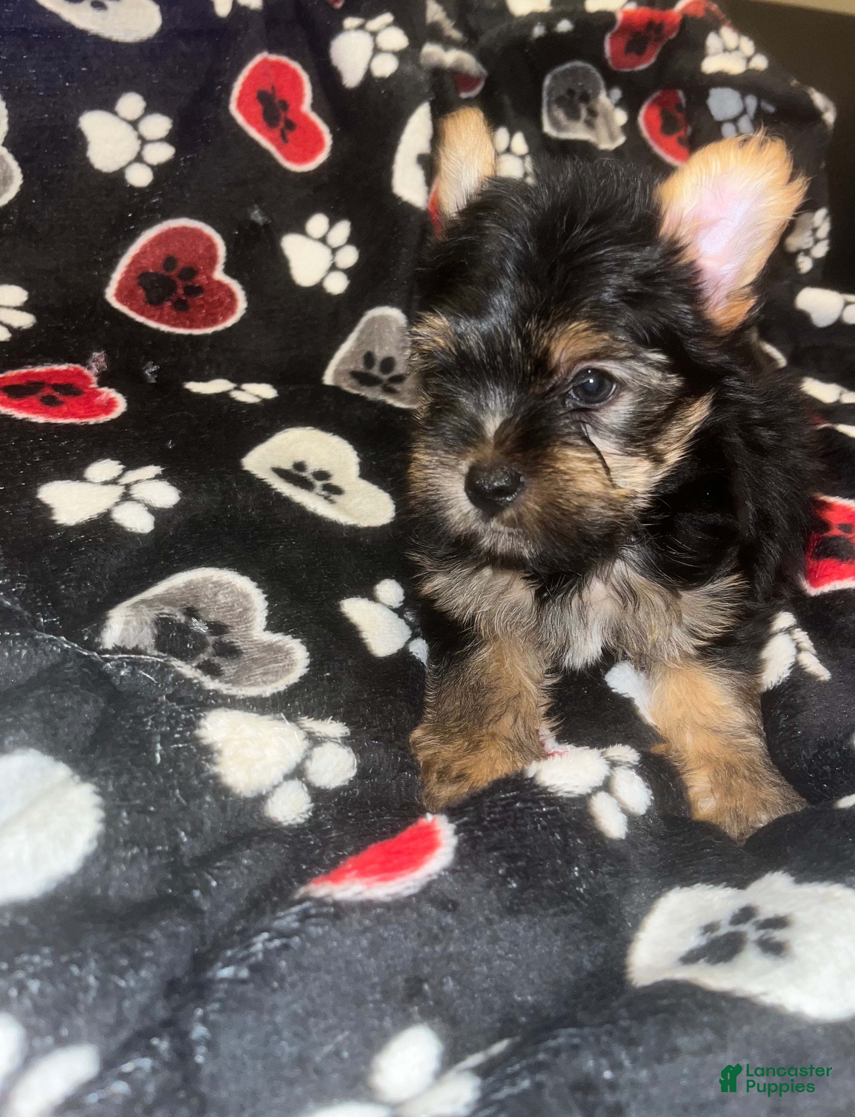 Yorkshire Terrier dogs Pongo  - Ad 31