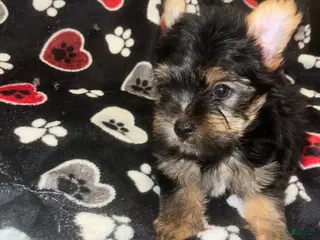 Yorkshire Terrier dogs Pongo - Ad 31