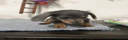 Miniature Dachshund dogs for sale: Nori - Ad 5
