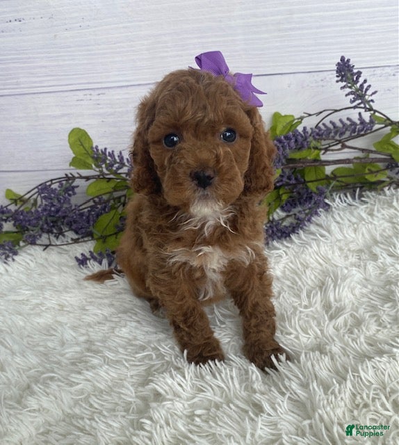 Miniature Poodle dogs Tilly - Ad 2