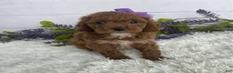 Miniature Poodle dogs for sale: Tilly - Ad 2