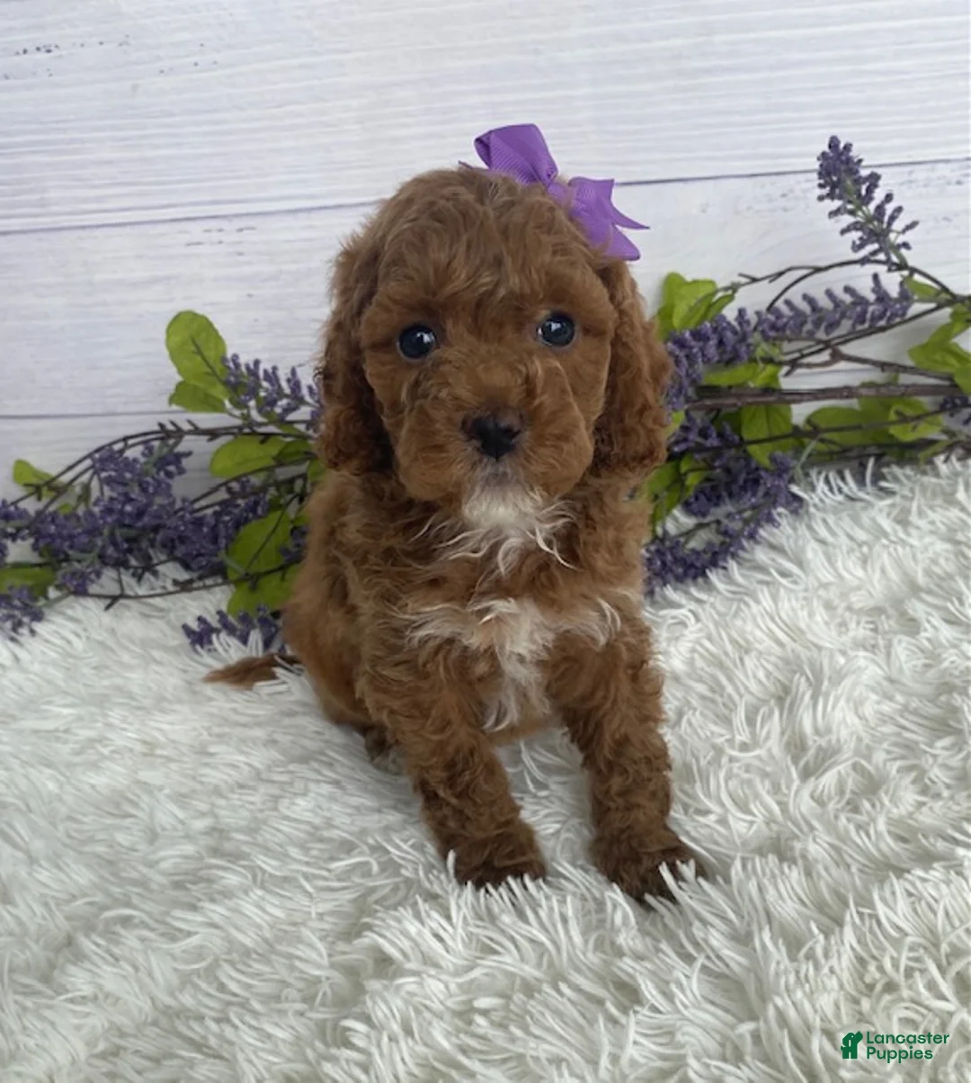 Miniature Poodle dogs for sale: Tilly - Ad 2