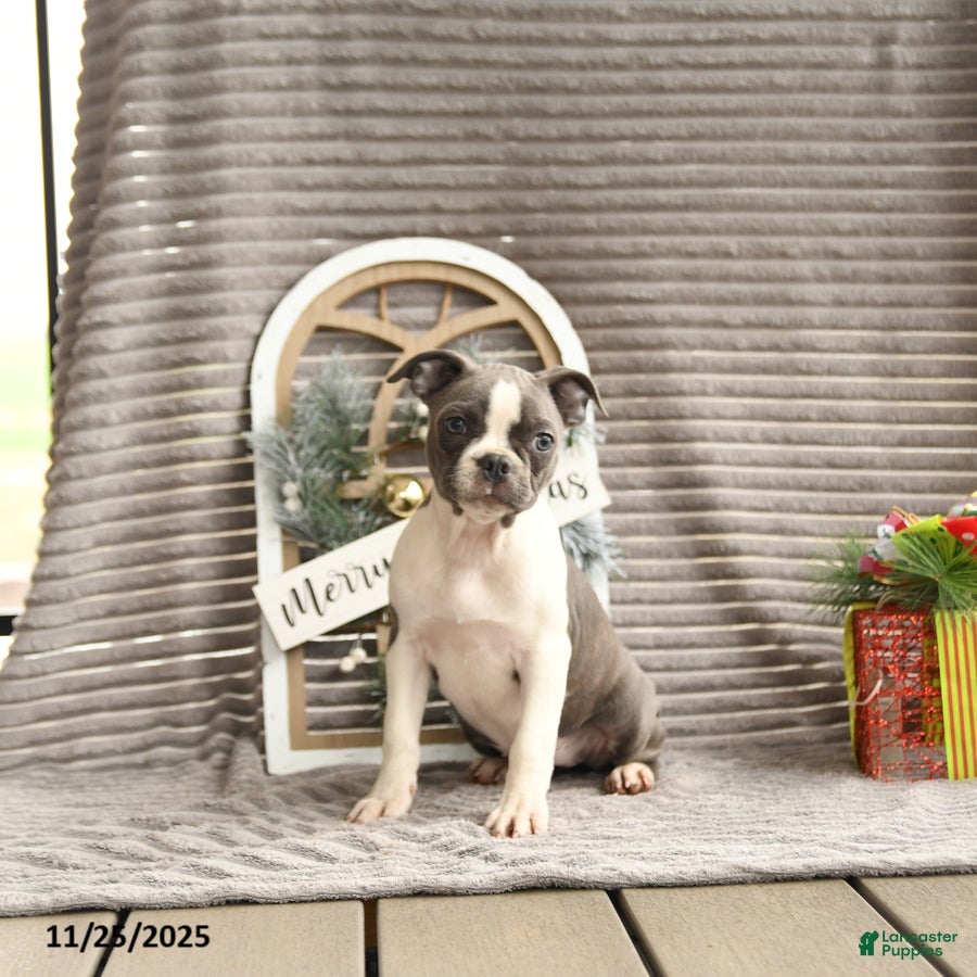 Boston Terrier dogs Kylie - Ad 10