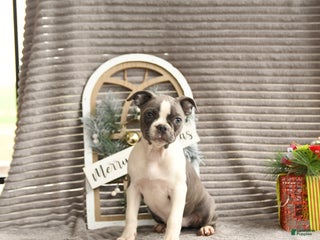 Boston Terrier dogs Kylie - Ad 5