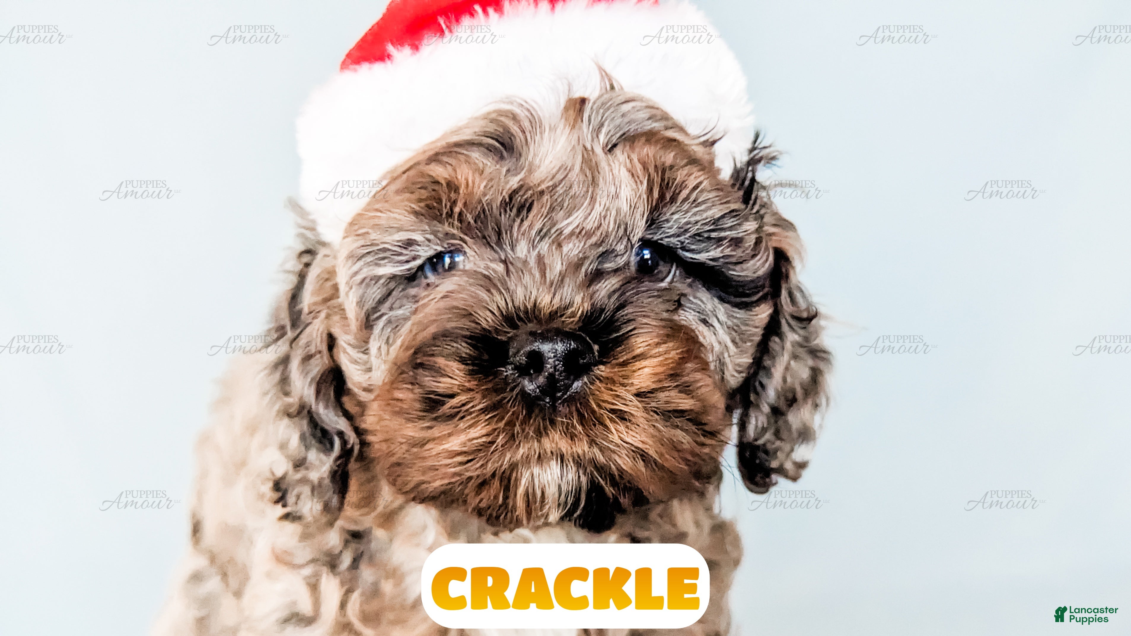Cockapoo dogs Crackle - Ad 12