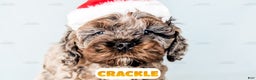Cockapoo dogs for sale: Crackle - Ad 1