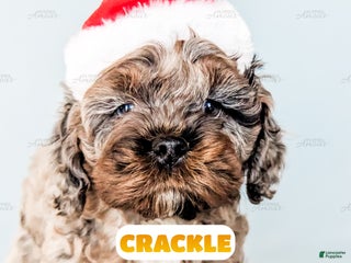 Cockapoo dogs Crackle - Ad 2