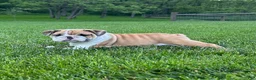 English Bulldog dogs for sale: Violet - Ad 5