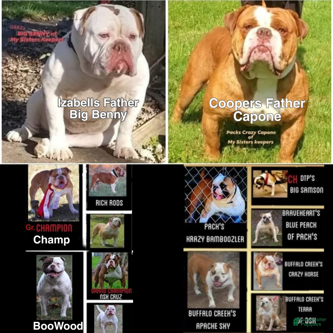 Olde English Bulldogge dogs for sale: Olde English Bulldogge Puppy 1 - Ad 10