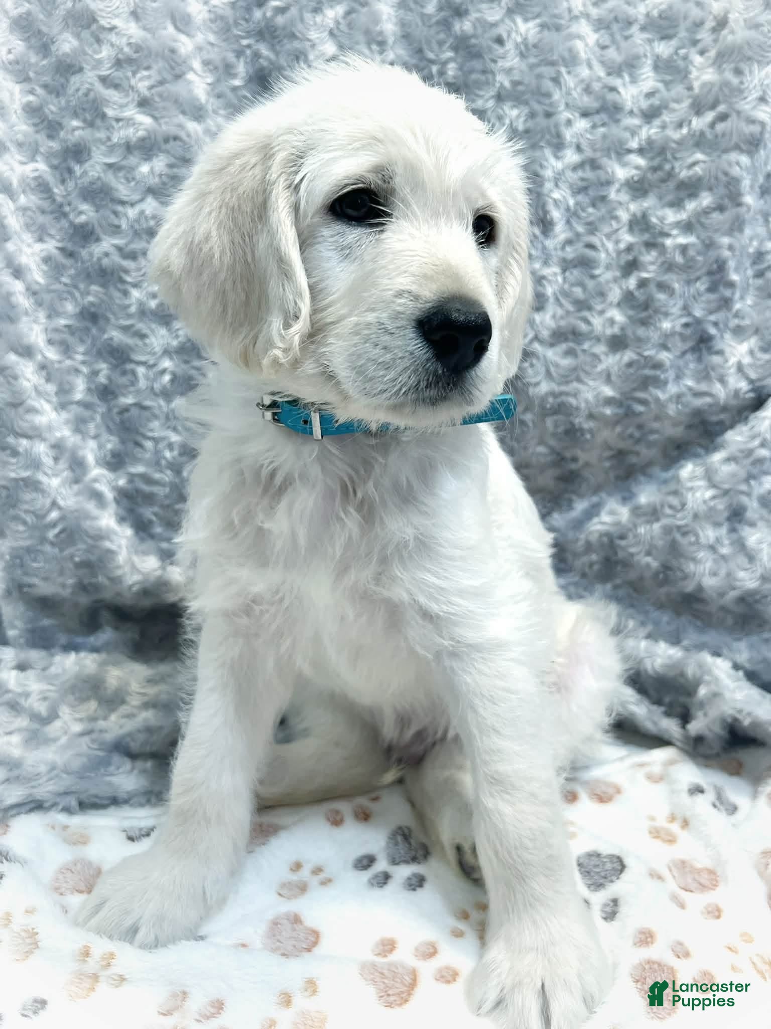 Labradoodle dogs Labradoodle 2 - Ad 37