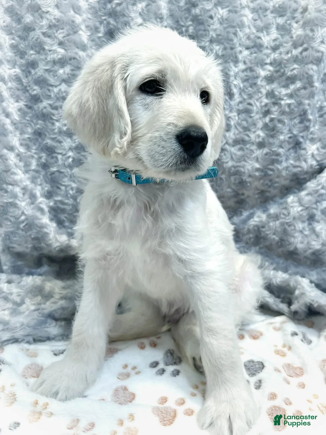 Labradoodle dogs for sale: Labradoodle 2 - Ad 1