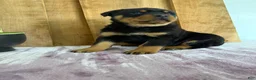 Rottweiler dogs for sale: Lucas - Ad 16