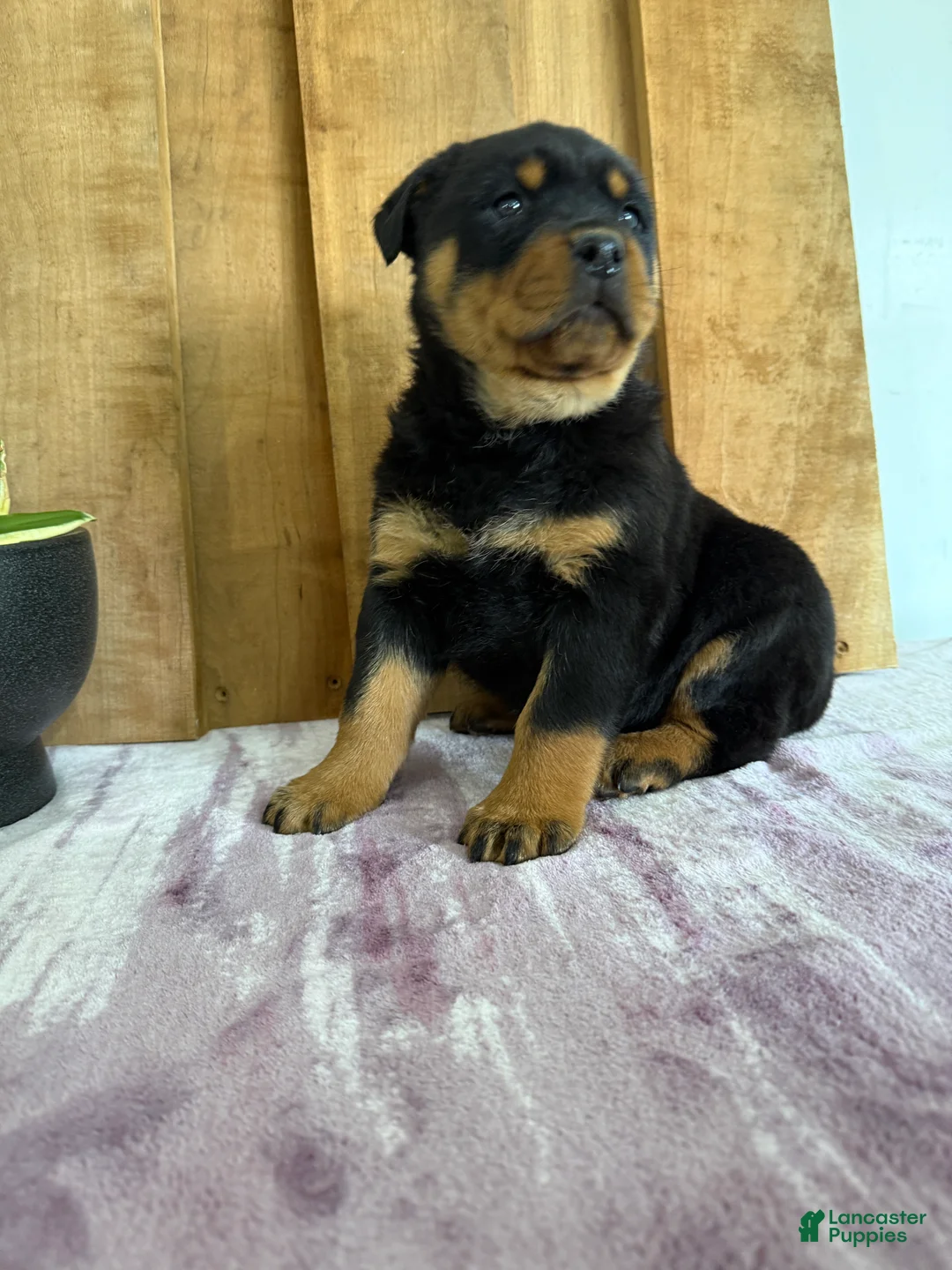 Rottweiler dogs for sale: Lucas - Ad 16