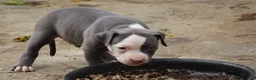 American Bully dogs for sale: King Kong - Ad 6